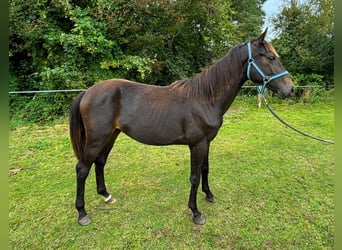 Zangersheider, Hengst, 1 Jahr, 149 cm, Schwarzbrauner