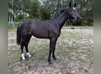 Zangersheider, Hengst, 1 Jahr, 162 cm, Schwarzbrauner