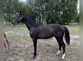 Zangersheider, Hengst, 1 Jahr, 162 cm, Schwarzbrauner