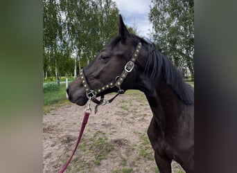 Zangersheider, Hengst, 1 Jahr, 162 cm, Schwarzbrauner