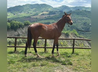 Zangersheider, Hengst, 1 Jahr, 170 cm, Brauner