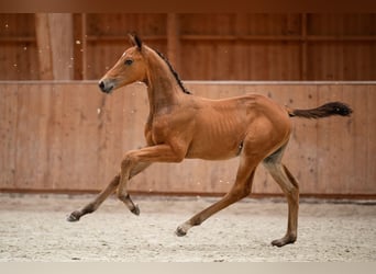 Zangersheider, Hengst, 1 Jahr, 175 cm, Brauner