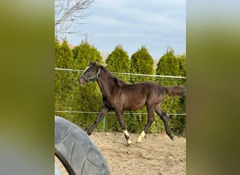 Zangersheider Mix, Hengst, 1 Jahr, 175 cm, Rappe