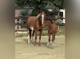 Zangersheider, Hengst, 1 Jahr, Brauner