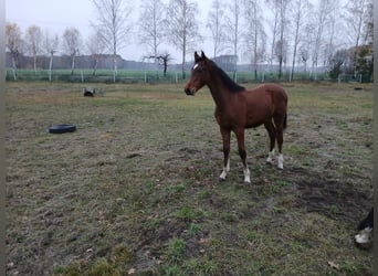 Zangersheider, Hengst, 1 Jahr, Brauner