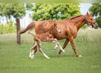 Zangersheider, Hengst, 1 Jahr, Brauner