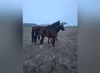 Zangersheider, Hengst, 1 Jahr, Dunkelbrauner