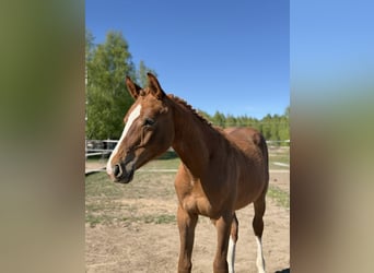 Zangersheider, Hengst, 1 Jahr, Dunkelfuchs