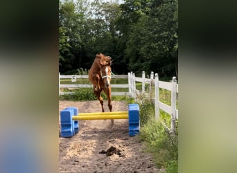 Zangersheider, Hengst, 1 Jahr, Fuchs