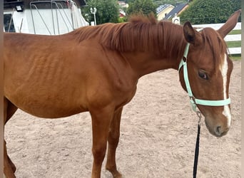 Zangersheider, Hengst, 1 Jahr, Fuchs