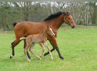 Zangersheider, Hengst, 1 Jahr, Kann Schimmel werden