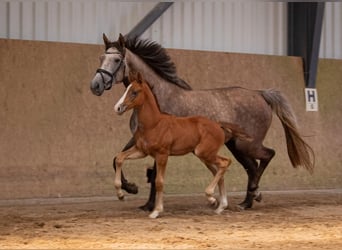 Zangersheider, Hengst, 1 Jahr, Schimmel