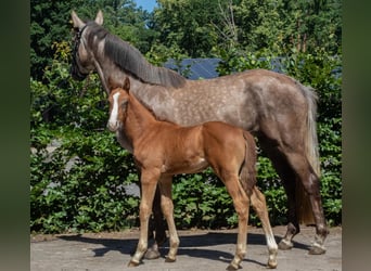 Zangersheider, Hengst, 1 Jahr, Schimmel