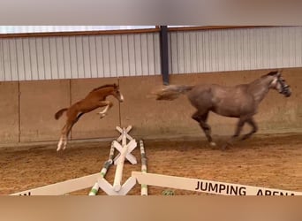 Zangersheider, Hengst, 1 Jahr, Schimmel