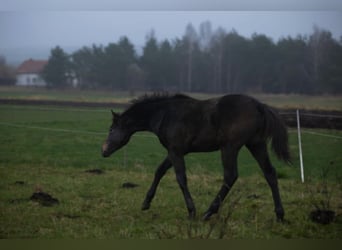Zangersheider, Hengst, 1 Jahr, Schimmel