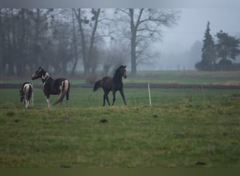 Zangersheider, Hengst, 1 Jahr, Schimmel