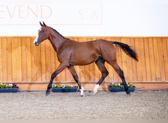 Zangersheider, Hengst, 1 Jahr