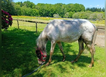Zangersheider, Hengst, 1 Jahr, Tobiano-alle-Farben