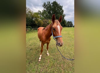 Zangersheider, Hengst, 2 Jahre, 146 cm, Fuchs