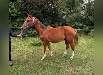 Zangersheider, Hengst, 2 Jahre, 146 cm, Fuchs