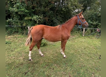 Zangersheider, Hengst, 2 Jahre, 146 cm, Fuchs