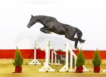 Zangersheider, Hengst, 2 Jahre, 147 cm, Rappe