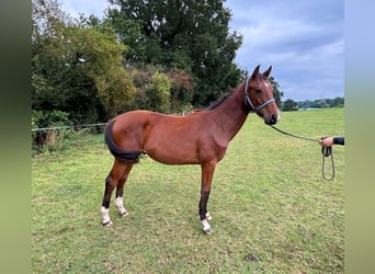 Zangersheider, Hengst, 2 Jahre, 148 cm, Brauner