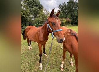 Zangersheider, Hengst, 2 Jahre, 148 cm, Brauner