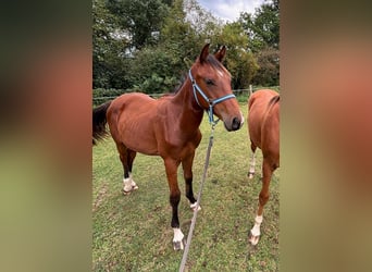 Zangersheider, Hengst, 2 Jahre, 148 cm, Brauner