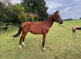 Zangersheider, Hengst, 2 Jahre, 148 cm, Brauner