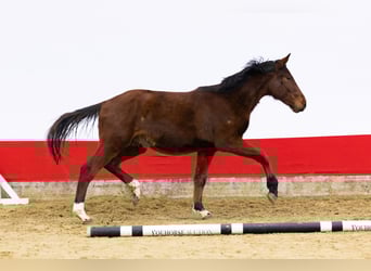 Zangersheider, Hengst, 2 Jahre, 149 cm, Brauner