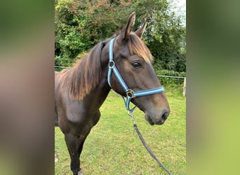 Zangersheider, Hengst, 2 Jahre, 149 cm, Schwarzbrauner