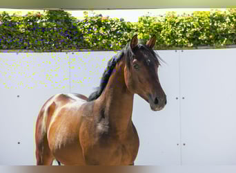 Zangersheider, Hengst, 2 Jahre, 153 cm, Brauner