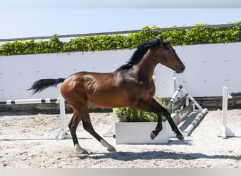 Zangersheider, Hengst, 2 Jahre, 153 cm, Brauner