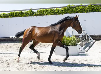 Zangersheider, Hengst, 2 Jahre, 153 cm, Brauner