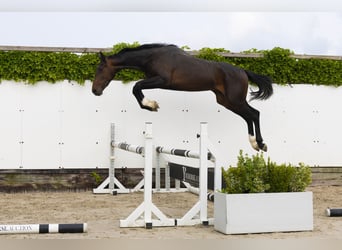 Zangersheider, Hengst, 2 Jahre, 154 cm, Dunkelbrauner