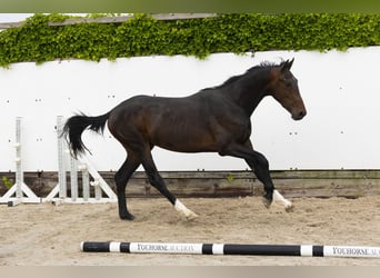 Zangersheider, Hengst, 2 Jahre, 154 cm, Dunkelbrauner
