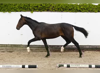 Zangersheider, Hengst, 2 Jahre, 154 cm, Dunkelbrauner
