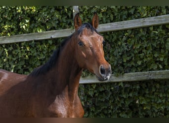Zangersheider, Hengst, 2 Jahre, 154 cm