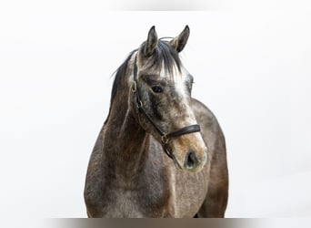 Zangersheider, Hengst, 2 Jahre, 155 cm, Rappschimmel