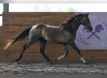 Zangersheider, Hengst, 2 Jahre, 156 cm, Schimmel