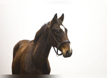 Zangersheider, Hengst, 2 Jahre, 157 cm, Brauner