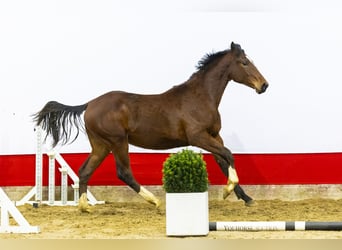 Zangersheider, Hengst, 2 Jahre, 159 cm, Brauner