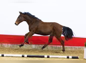 Zangersheider, Hengst, 2 Jahre, 160 cm, Brauner