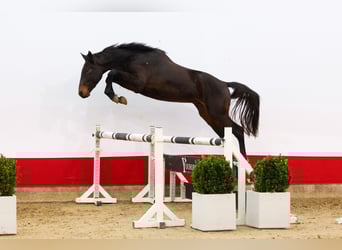 Zangersheider, Hengst, 2 Jahre, 162 cm, Schwarzbrauner