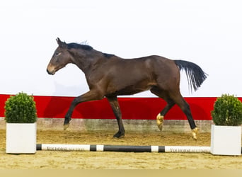 Zangersheider, Hengst, 2 Jahre, 163 cm, Brauner