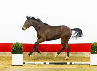 Zangersheider, Hengst, 2 Jahre, 163 cm, Brauner