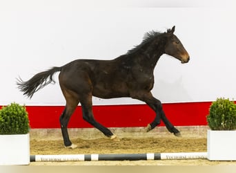 Zangersheider, Hengst, 2 Jahre, 163 cm, Dunkelbrauner