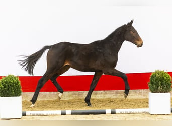 Zangersheider, Hengst, 2 Jahre, 163 cm, Dunkelbrauner