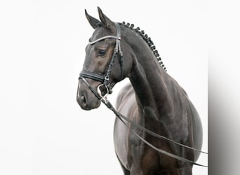 Zangersheider, Hengst, 2 Jahre, 163 cm, Schwarzbrauner